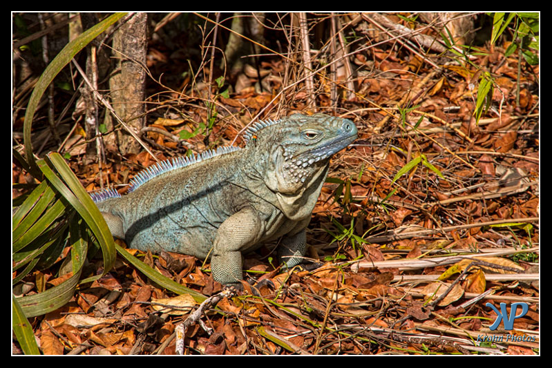 Blue Iguana, Cayman Islands
