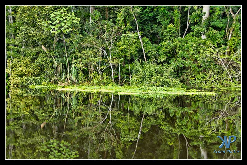 Amazon Jungle in Peru