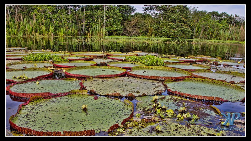Lily Pad, Amazon, Peru