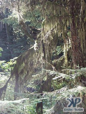 cd71-d13.jpg - Moss hanging from tree branches