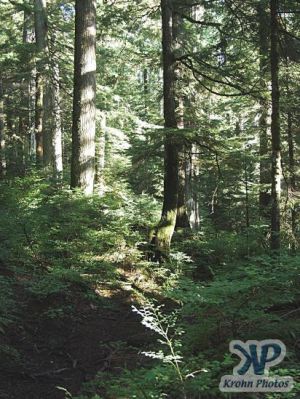 cd71-d17.jpg - Forest Scene