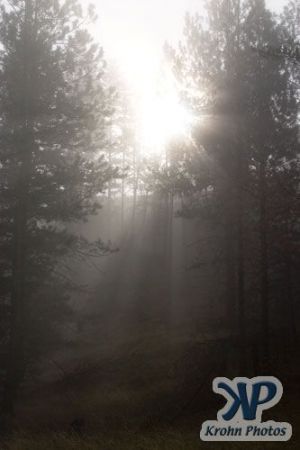 cd174-d04.jpg - Sun shining through the fog