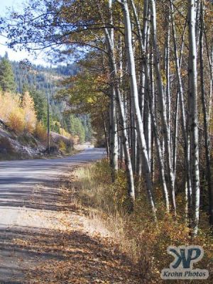 cd70-d04.jpg - Aspens