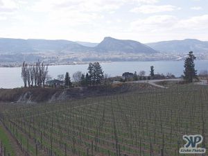 cd70-d20.jpg - Vineyards