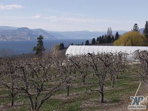 cd70-d22.jpg - Orchards