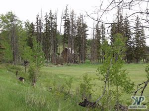 cd71-d05.jpg - Aspen Grove