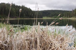 cd71-d06.jpg - Bullrushes