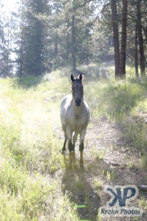 cd74-d01.jpg - Horse