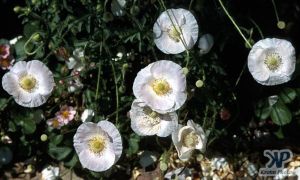 cd1000-s07.jpg - Poppy