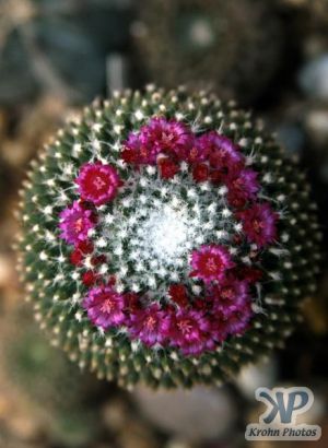 cd1000-s09.jpg - Cactus