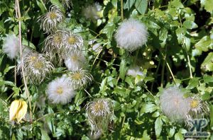 cd1000-s17.jpg - Clematis