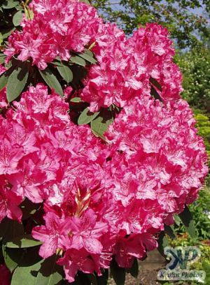 cd16-d22.jpg - Rhododendrons