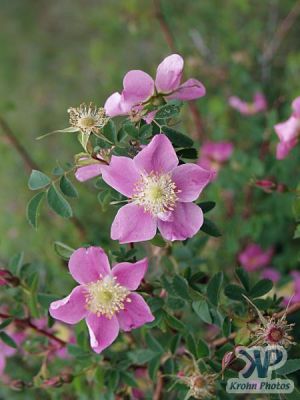 cd16-d25.jpg - Wild roses