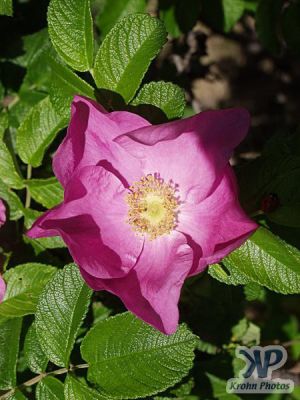 cd16-d30.jpg - Old fashion rose