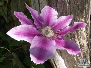 cd16-d32.jpg - Clematis