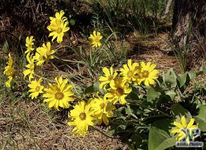 cd17-d12.jpg - Brown-Eyed Susans