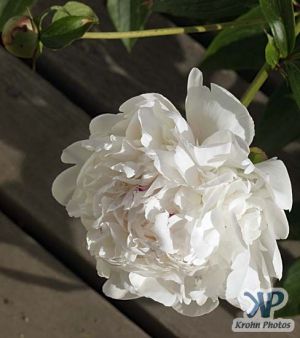 cd17-d16.jpg - Peony