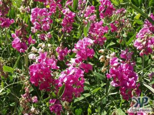 cd17-d32.jpg - Wild Peas