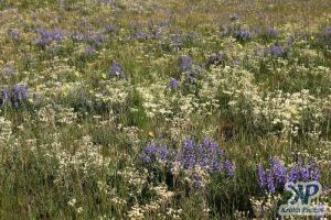 cd17-d34.jpg - Wild Yarrow and Lupines