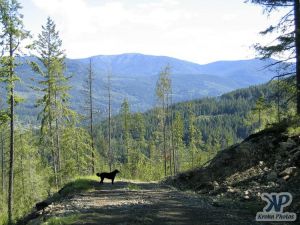 cd73-d04.jpg - A Forest Service Road (FSR)