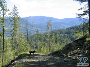 cd73-d04.jpg - A Forest Service Road (FSR)