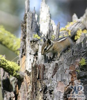 cd73-d05.jpg - Chipmunk