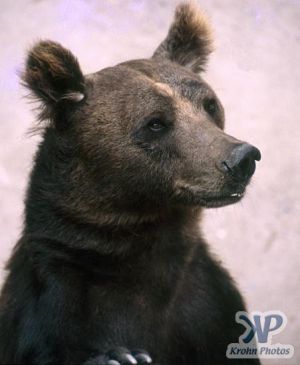 cd1040-s10.jpg - Brown Bear