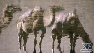 cd1040-s16.jpg - Camel reflections