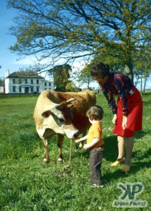 cd21-s30.jpg - A Jersey Cow