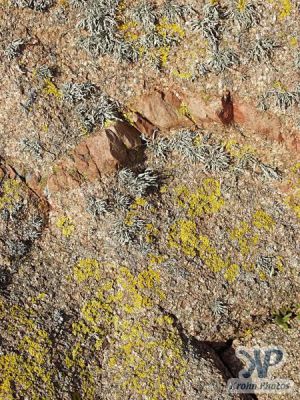 cd22-d06.jpg - Lichens