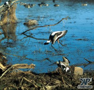 cd1021-s04.jpg - Birds