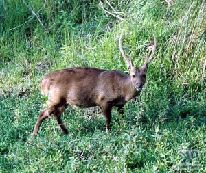 cd1021-s11.jpg - Deer