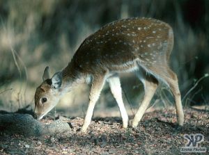 cd1021-s12.jpg - Pygmy deer