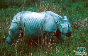 cd1021-s13.jpg - Rhinoceros