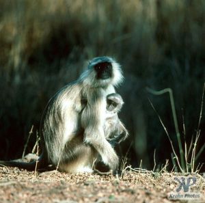 cd1021-s24.jpg - Monkeys