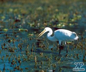 cd1021-s28.jpg - Bird fishing