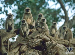 cd1021-s29.jpg - Troop of Monkeys