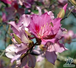 cd1021-s30.jpg - Bee looking for nectar