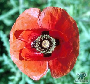 cd1021-s31.jpg - Poppy