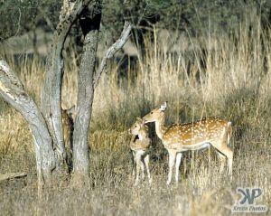 cd1021-s32.jpg - Deer grazing