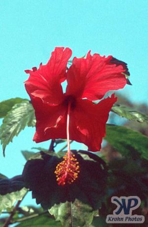 cd1021-s34.jpg - Hibiscus Flower