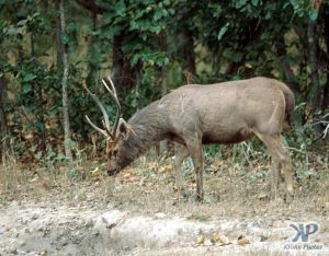 cd1021-s36.jpg - Deer