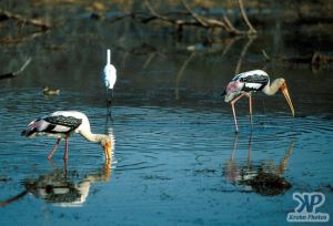 cd1021-s40.jpg - Birds fishing