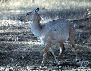 cd1022-s03.jpg - Pygmy Deer