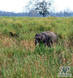 cd1022-s06.jpg - Small elephant