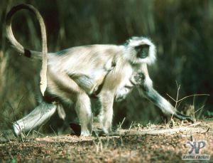 cd1022-s09.jpg - Monkeys