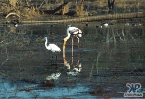 cd1022-s12.jpg - Waterfowl