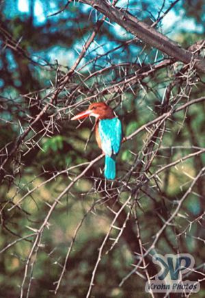 cd1022-s16.jpg - Colourful Bird