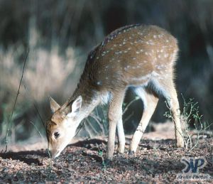 cd1022-s18.jpg - Pygmy Deer