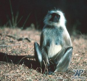 cd1022-s19.jpg - Monkey